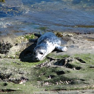 at Sucie Marine Pk San Juan Isl