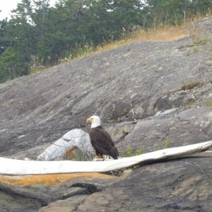 Another eagle watching on patiently