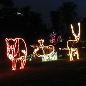 Animal outlines