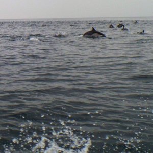 Dolphin Attack
