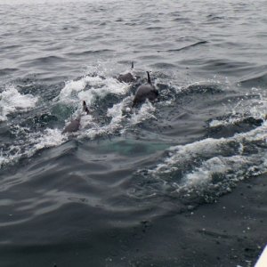 Swimming with Journey On