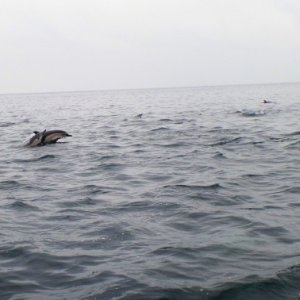 Dolphin Synchronized Jumping