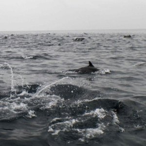In the Middle of Hundreds of Dolphins