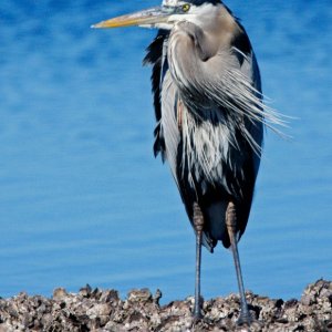 Sage Great Blue Heron