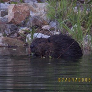 Another little friend