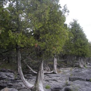 Cedar Trees growing in rocks