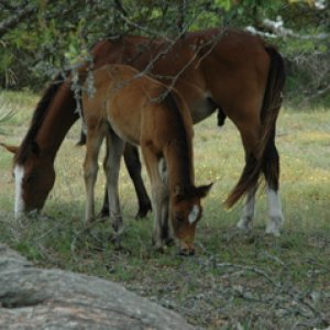 Wild horses on Cumberland Island