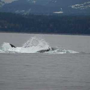 orchestrated hunt to overwhelm and drown sealion for dinner
