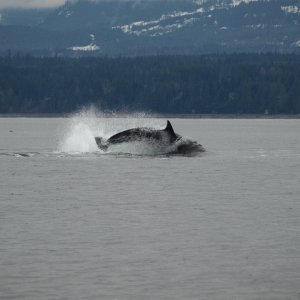 chasing sealion1