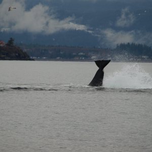 jump and dive caught tail only