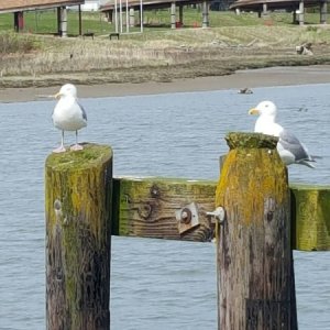 More birds