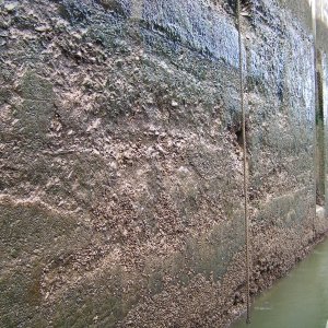 Zebra mussels on one of the locks in the Champlain Canal