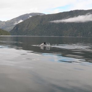 Getting pictures of Pacific White-sided dolphins were easier.