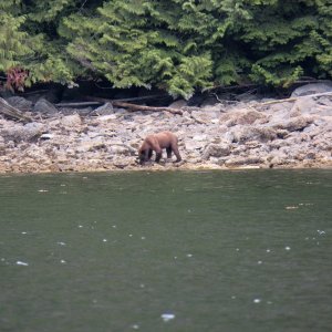 We had our own bear watching float.