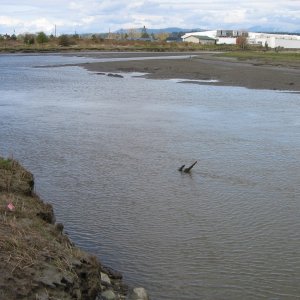 Same view as previous picture, showing fun stuff in bottom mud. Tide is at about +2 ft, actual depth unknown.