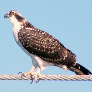 Juvenile Osprey