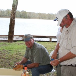 shucking oysters