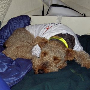 Valkyrie napping.
Rest in Peace, Little Girl.
 Passed Away 2/28/07