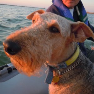 Boomer on a sunset dinghy ride.