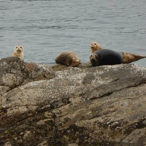 Seals enjoying what they could of the morning sun hidden by fire smoke.