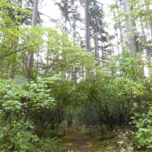 Trail on north side of island