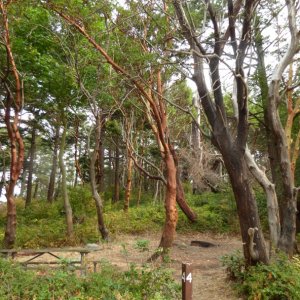 Campsite on South side of island