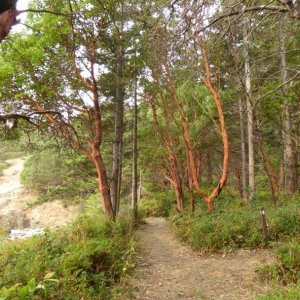 Trail on south side of island