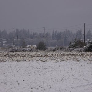 Snow geese in the snow, on the drive home in Burlington