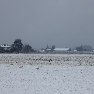 Snow geese in the snow, on the drive home in Burlington