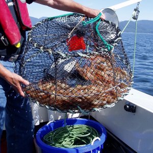 The Catch