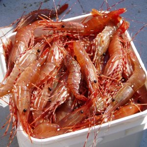 Guess How Many Prawns in the Bucket?