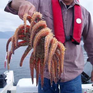 Multi-Legged Prawn Eater.