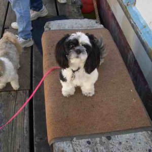 20070414  - 09 Cathlamet C-Dory Gathering