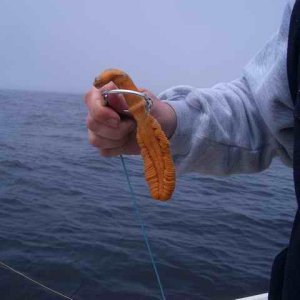 20070603 - 04 Newport Halibut Trip - Fished for 4 more hours & this is all we caught