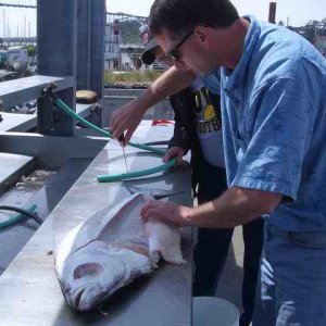 20070603 - 07 Newport Halibut Trip - Still remember how to fillet from Alaska days