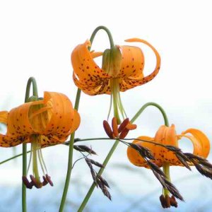 20070629 - 03 Camping on Patos Island San Juans