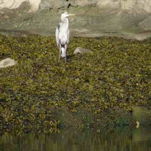 20070629 - 18 Camping on Patos Island San Juans