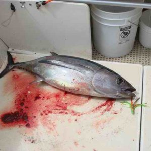 20070714 - 02 Newport First Tuna Fishing Trip - First Tuna