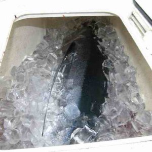 20070714 - 03 Newport First Tuna Fishing Trip