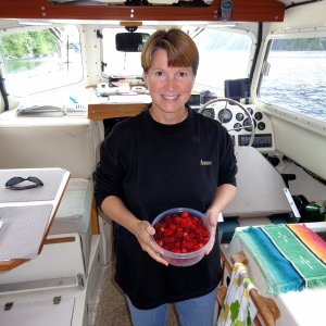Plentiful and free salmon berries from Baranof about to become a yummy treat.