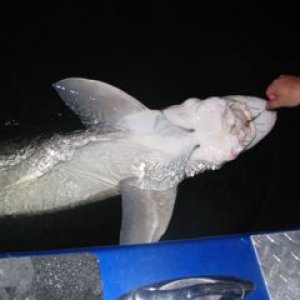 Looks like he/she may have been hooked before. This was our biggest fish of the day. It measured 6'6".