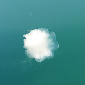 Jellyfish coco bay