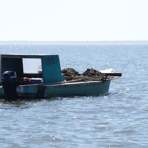 An oysterboat loaded down. Good eating!