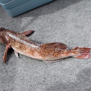 (Pat Anderson) OK, Anglers - What the Heck Kind of Fish IS This??