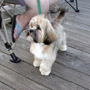 (Pat Anderson)  Oscar (Daydream), Wondering "Where's Skipper???? I Was Hoping to Meet Him..."