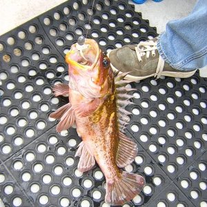 (Jeff and Diane) Jeff\'s Rock Cod