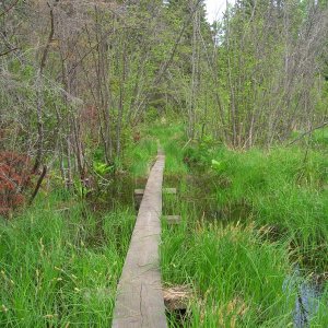 swamp trail