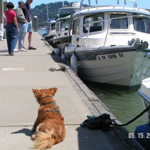 Sausalito
Rusty guarding Dora~Jean