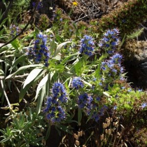 Wildflowers on Angel Island