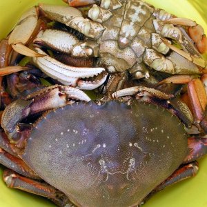 (Pat Anderson) Dungies - Thanks, Roger!